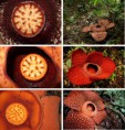 Раффлезия Арнольда (Rafflesia arnoldii)